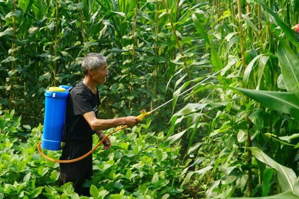 蜗牛吃玉米须会不会影响产量，玉米受害后产量会下降