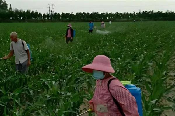 蜗牛吃玉米须会不会影响产量，玉米受害后产量会下降