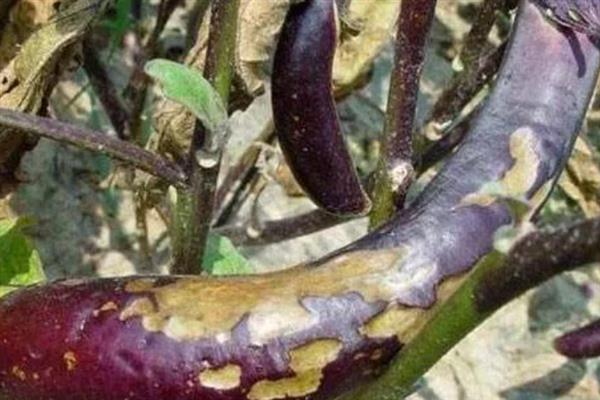 茄子绵疫病如何防治，播种前用甲醛浸种