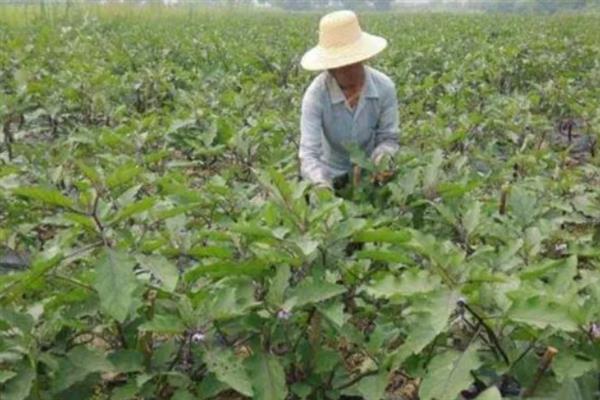 茄子绵疫病如何防治，播种前用甲醛浸种