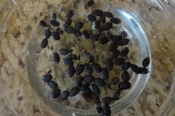 茄子绵疫病如何防治，播种前用甲醛浸种