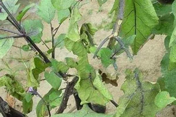 茄子绵疫病如何防治，播种前用甲醛浸种