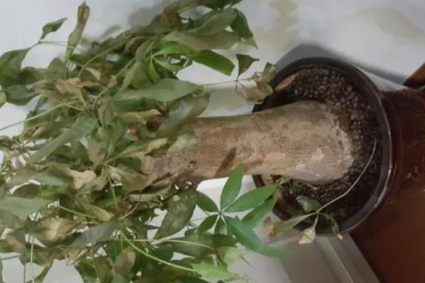 发财树没有皮可以活吗，没有皮不可活