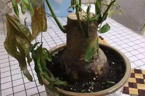 发财树没有皮可以活吗，没有皮不可活
