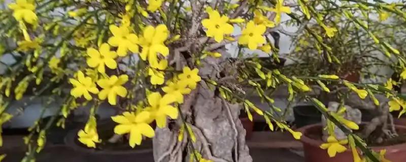 盆栽的迎春花有没有毒，是没有毒的