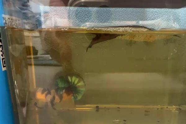 斗鱼可以一起养吗，斗鱼不能和同类一起养