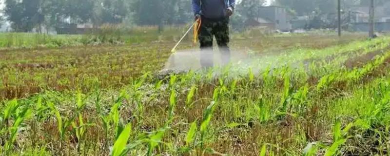 玉米苗后除草剂几天见效，5-7天左右见效