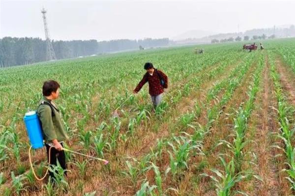 玉米苗后除草剂几天见效，5-7天左右见效