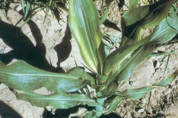 玉米缺锌有什么症状，出现叶片失绿、节间缩短、植株矮小等情况