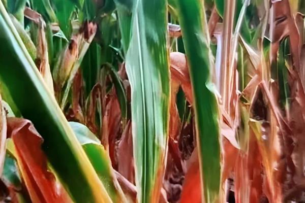 玉米缺锌有什么症状，出现叶片失绿、节间缩短、植株矮小等情况