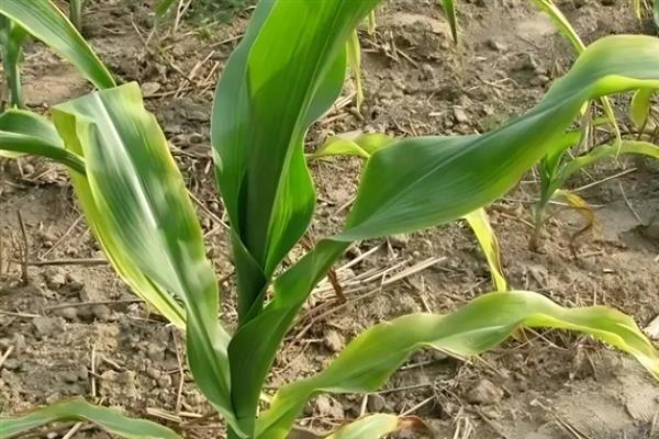 玉米缺锌有什么症状，出现叶片失绿、节间缩短、植株矮小等情况