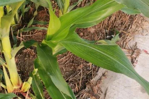 玉米缺锌有什么症状，出现叶片失绿、节间缩短、植株矮小等情况