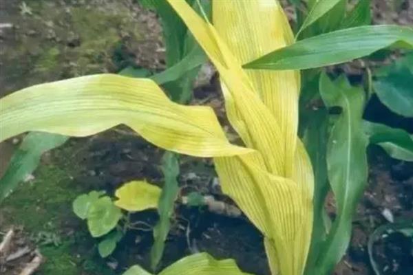 玉米缺锌有什么症状，出现叶片失绿、节间缩短、植株矮小等情况