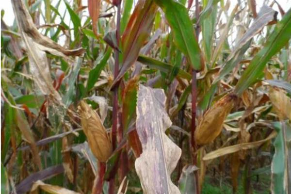 玉米缺锌有什么症状，出现叶片失绿、节间缩短、植株矮小等情况