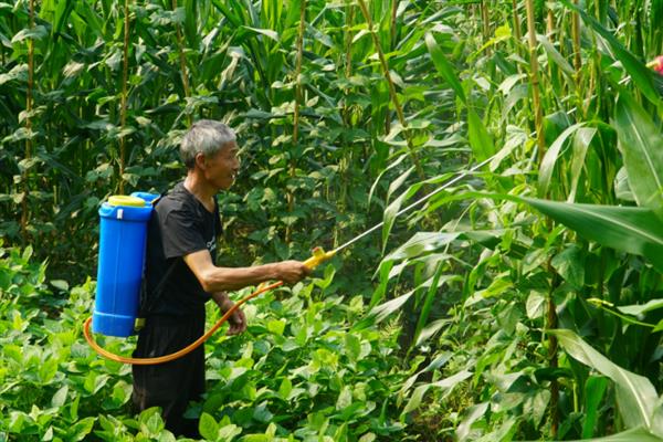 玉米缺锌有什么症状，出现叶片失绿、节间缩短、植株矮小等情况