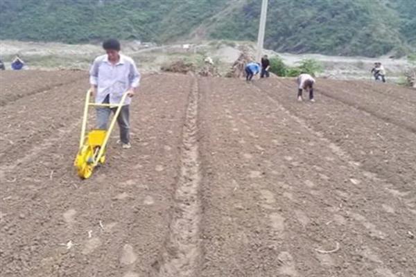 甘蔗的种植方法，可春种也可秋种
