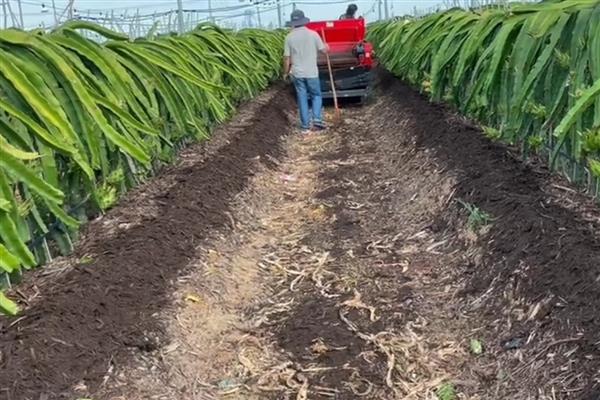 火龙果不生根的原因，一般是施肥不足、积水严重、长期缺光引起