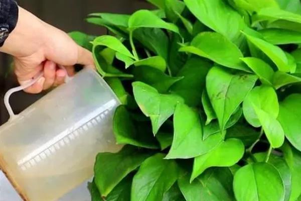 糖水浇花的效果，使用之前需要加水稀释
