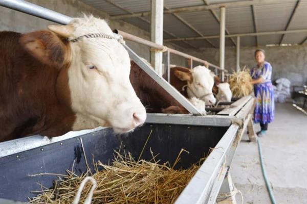 牛拉稀如何解决，饲料中的含水量较高时可添加干料
