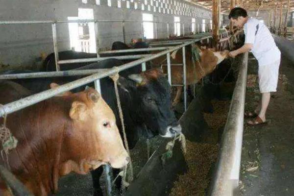 牛拉稀如何解决，饲料中的含水量较高时可添加干料
