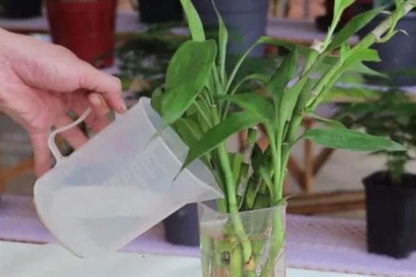 富贵竹冬季叶片发黄上枝萎缩如何解决，缺水时每隔2-3天浇一次水可让它恢复正常