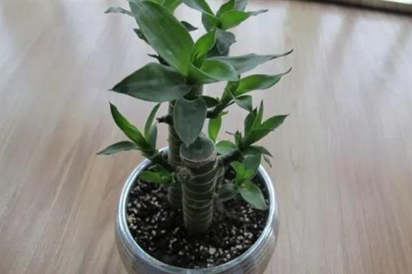 富贵竹冬季叶片发黄上枝萎缩如何解决，缺水时每隔2-3天浇一次水可让它恢复正常