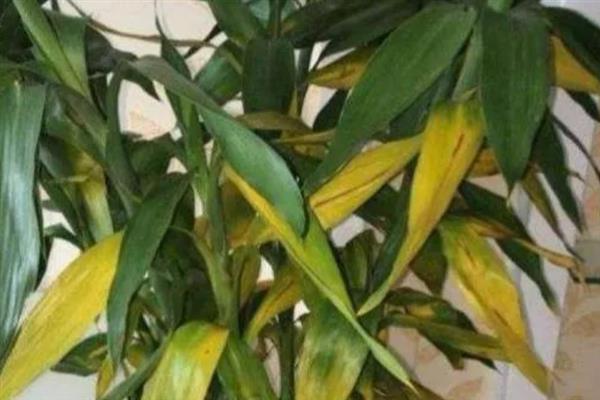 富贵竹冬季叶片发黄上枝萎缩如何解决，缺水时每隔2-3天浇一次水可让它恢复正常