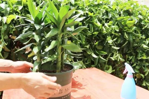 富贵竹冬季叶片发黄上枝萎缩如何解决，缺水时每隔2-3天浇一次水可让它恢复正常