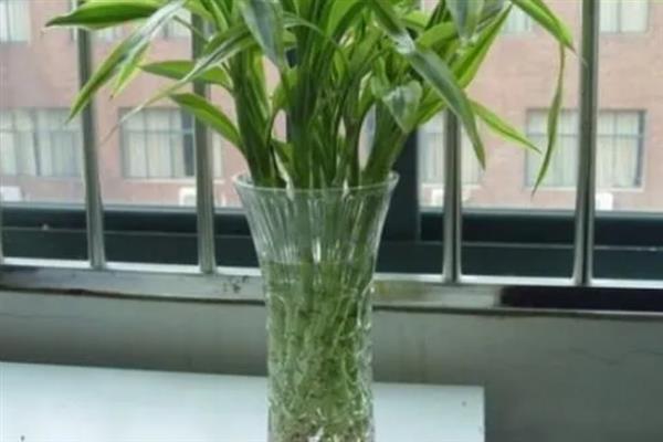 富贵竹冬季叶片发黄上枝萎缩如何解决，缺水时每隔2-3天浇一次水可让它恢复正常