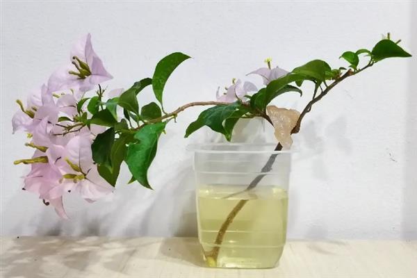 三角梅可以水培吗，三角梅是可以进行水培的