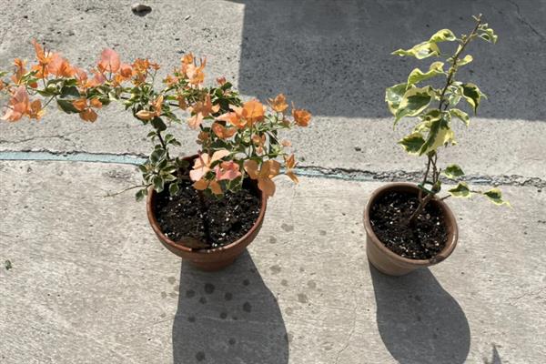 三角梅可以水培吗，三角梅是可以进行水培的