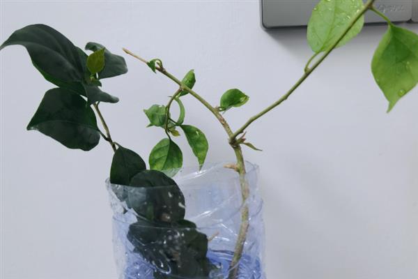 三角梅可以水培吗，三角梅是可以进行水培的