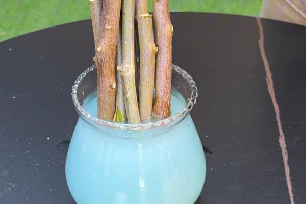 三角梅可以水培吗，三角梅是可以进行水培的