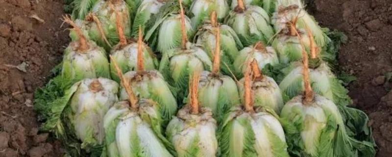白菜入窖后怎么管理，前期勤翻可以散热降温