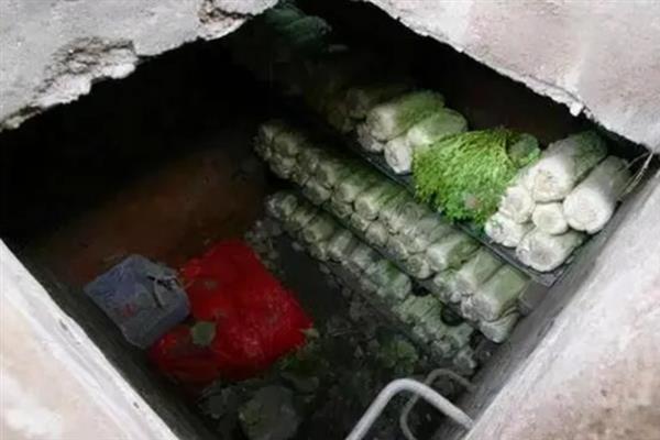 白菜入窖后怎么管理，前期勤翻可以散热降温