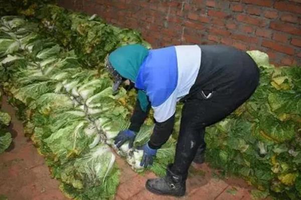 白菜入窖后怎么管理，前期勤翻可以散热降温