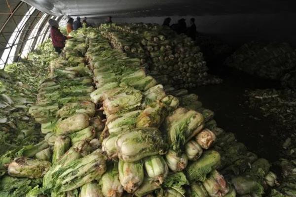 白菜入窖后怎么管理，前期勤翻可以散热降温