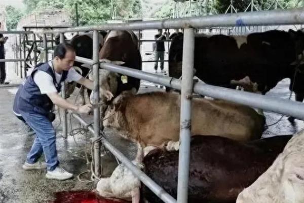 牛拉稀如何解决，饲料中的含水量较高时可添加干料
