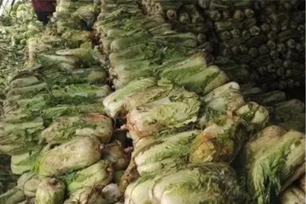 白菜入窖后怎么管理，前期勤翻可以散热降温