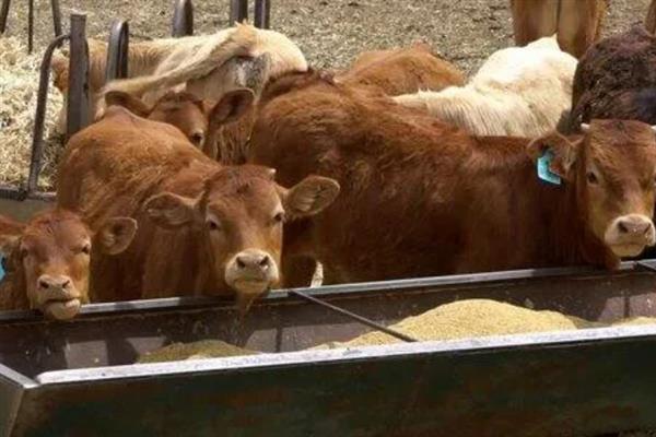 牛拉稀如何解决，饲料中的含水量较高时可添加干料