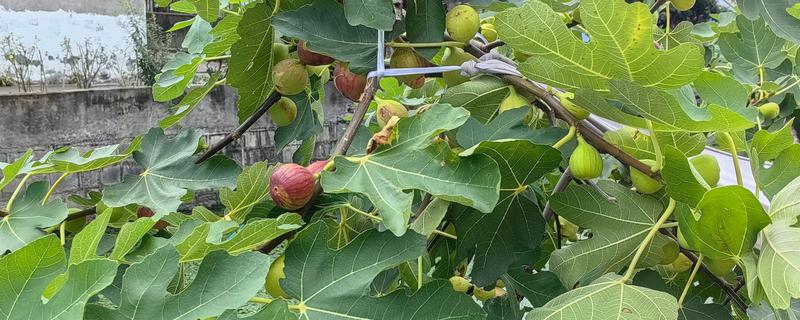 无花果会开花吗，花朵藏匿在果实中