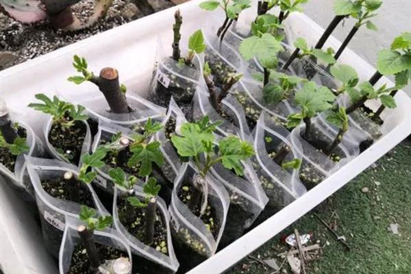 无花果会开花吗，花朵藏匿在果实中