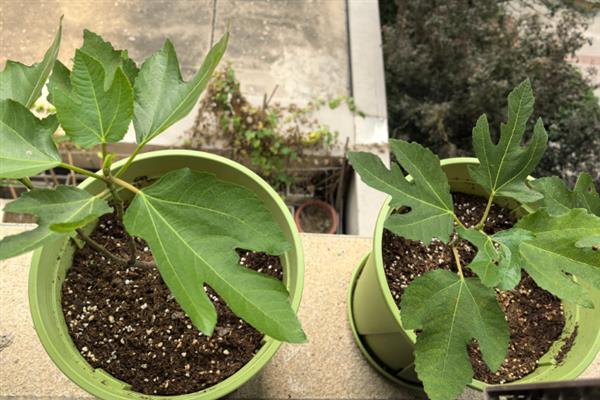 无花果会开花吗，花朵藏匿在果实中