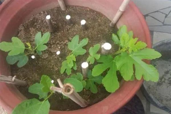 无花果会开花吗，花朵藏匿在果实中