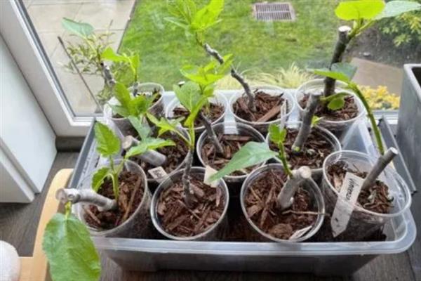 无花果会开花吗，花朵藏匿在果实中