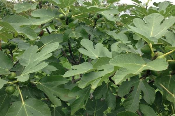 无花果会开花吗，花朵藏匿在果实中