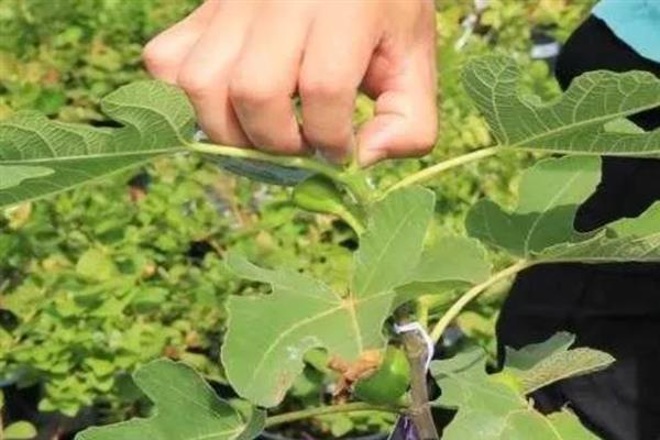 无花果会开花吗，花朵藏匿在果实中