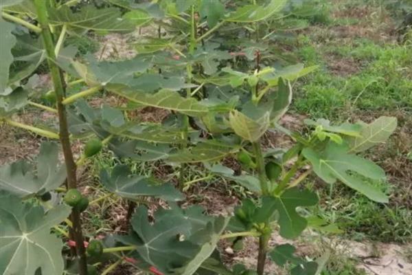 无花果会开花吗，花朵藏匿在果实中