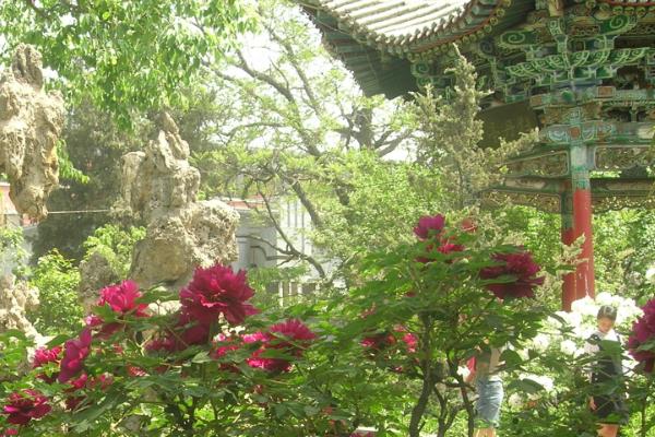 牡丹花种子如何育苗，播种前需先浸种