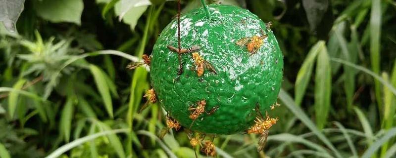 怎么防治大实蝇，成虫盛发期可喷施晶体敌百虫等药物